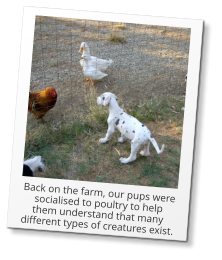 Back on the farm, our pups were socialised to poultry to help them understand that many different types of creatures exist.
