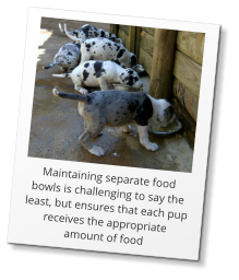 Maintaining separate food bowls is challenging to say the least, but ensures that each pup receives the appropriate amount of food
