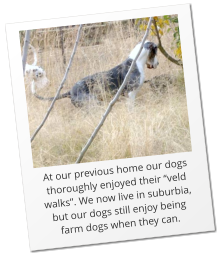 At our previous home our dogs thoroughly enjoyed their “veld walks”. We now live in suburbia, but our dogs still enjoy being farm dogs when they can.