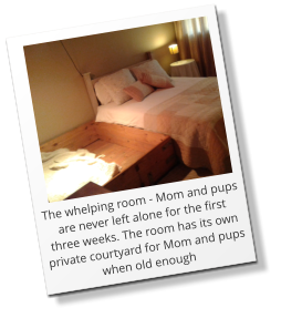 The whelping room - Mom and pups are never left alone for the first three weeks. The room has its own private courtyard for Mom and pups when old enough