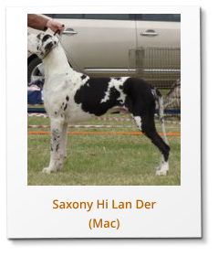 Saxony Hi Lan Der (Mac)
