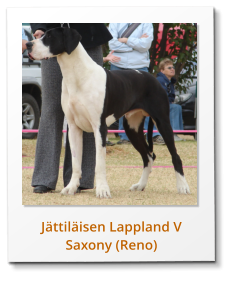 Jättiläisen Lappland V Saxony (Reno)