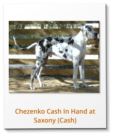 Chezenko Cash In Hand at Saxony (Cash)