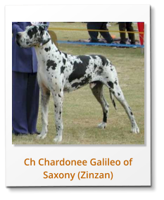 Ch Chardonee Galileo of Saxony (Zinzan)