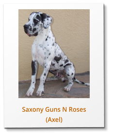 Saxony Guns N Roses (Axel)