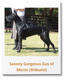 Saxony Gorgeous Gus of Micnic (Shibumi)