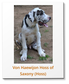 Von Haewijon Hoss of Saxony (Hoss)