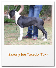 Saxony Joe Tuxedo (Tux)
