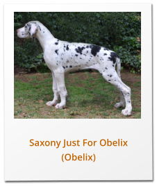 Saxony Just For Obelix (Obelix)