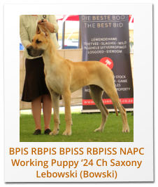 BPIS RBPIS BPISS RBPISS NAPC Working Puppy ‘24 Ch Saxony Lebowski (Bowski)