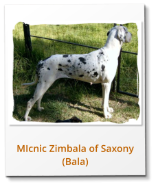 MIcnic Zimbala of Saxony (Bala)