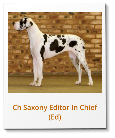 Ch Saxony Editor In Chief (Ed)