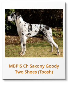 MBPIS Ch Saxony Goody Two Shoes (Toosh)
