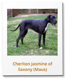 Cheriton Jasmine of Saxony (Maus)
