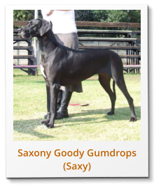Saxony Goody Gumdrops (Saxy)