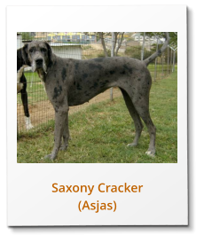 Saxony Cracker (Asjas)