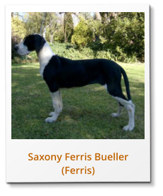 Saxony Ferris Bueller (Ferris)