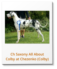Ch Saxony All About Colby at Chezenko (Colby)