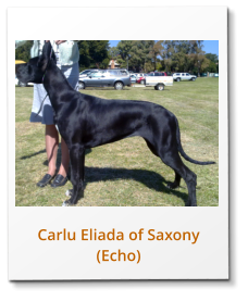 Carlu Eliada of Saxony  (Echo)