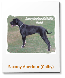 Saxony Aberlour (Colby)