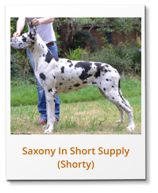 Saxony In Short Supply (Shorty)