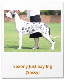 Saxony Just Say Ing (Sassy)