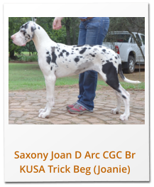 Saxony Joan D Arc CGC Br KUSA Trick Beg (Joanie)