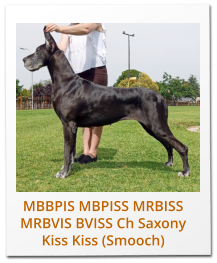 MBBPIS MBPISS MRBISS MRBVIS BVISS Ch Saxony Kiss Kiss (Smooch)