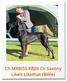 Ch MRBISS RBJIS Ch Saxony Likeit Likethat (Billie)