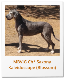 MBVIG Ch* Saxony Kaleidoscope (Blossom)